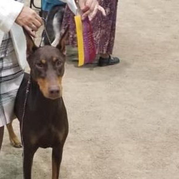 Meet your Posher, Heather - Picture 1 of 1